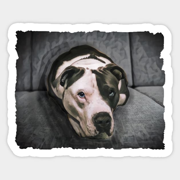 Loveable Pit Bull With Blue Eyes Sticker by PhotoArts